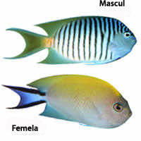 GENICANTHUS MELANOSPILOS